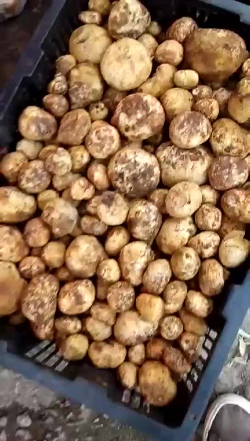 野生菌，没有中间商，易保存！