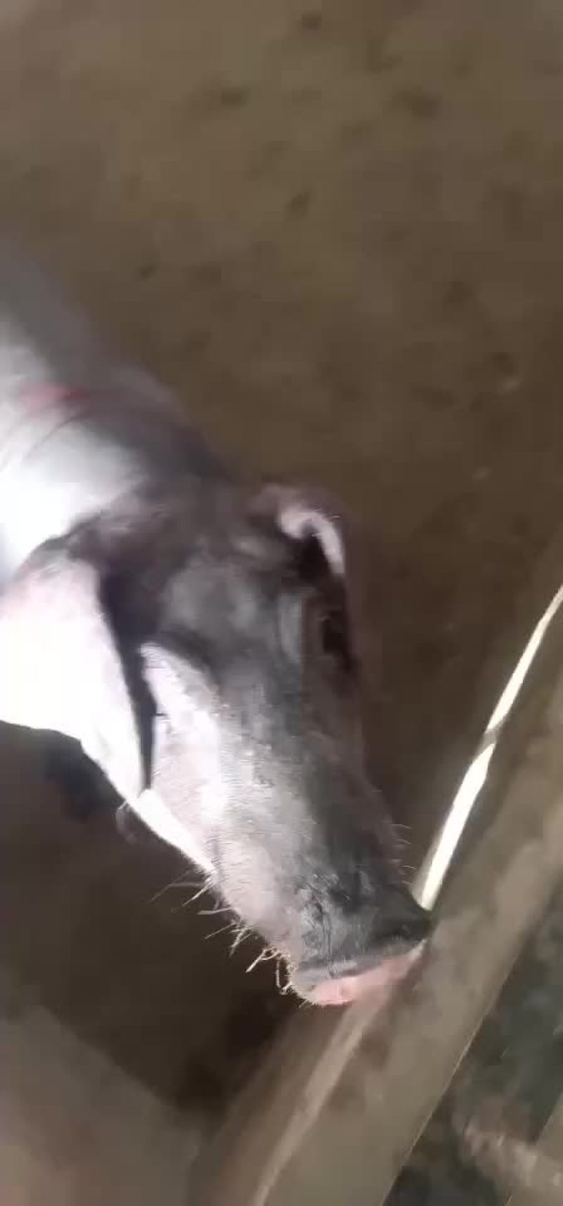 小母猪二元母猪长白母猪太湖母猪等