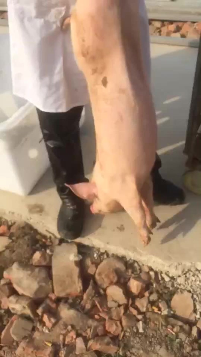 小母猪二元母猪长白母猪太湖母猪等