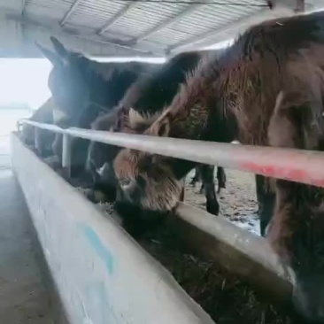 毛驴