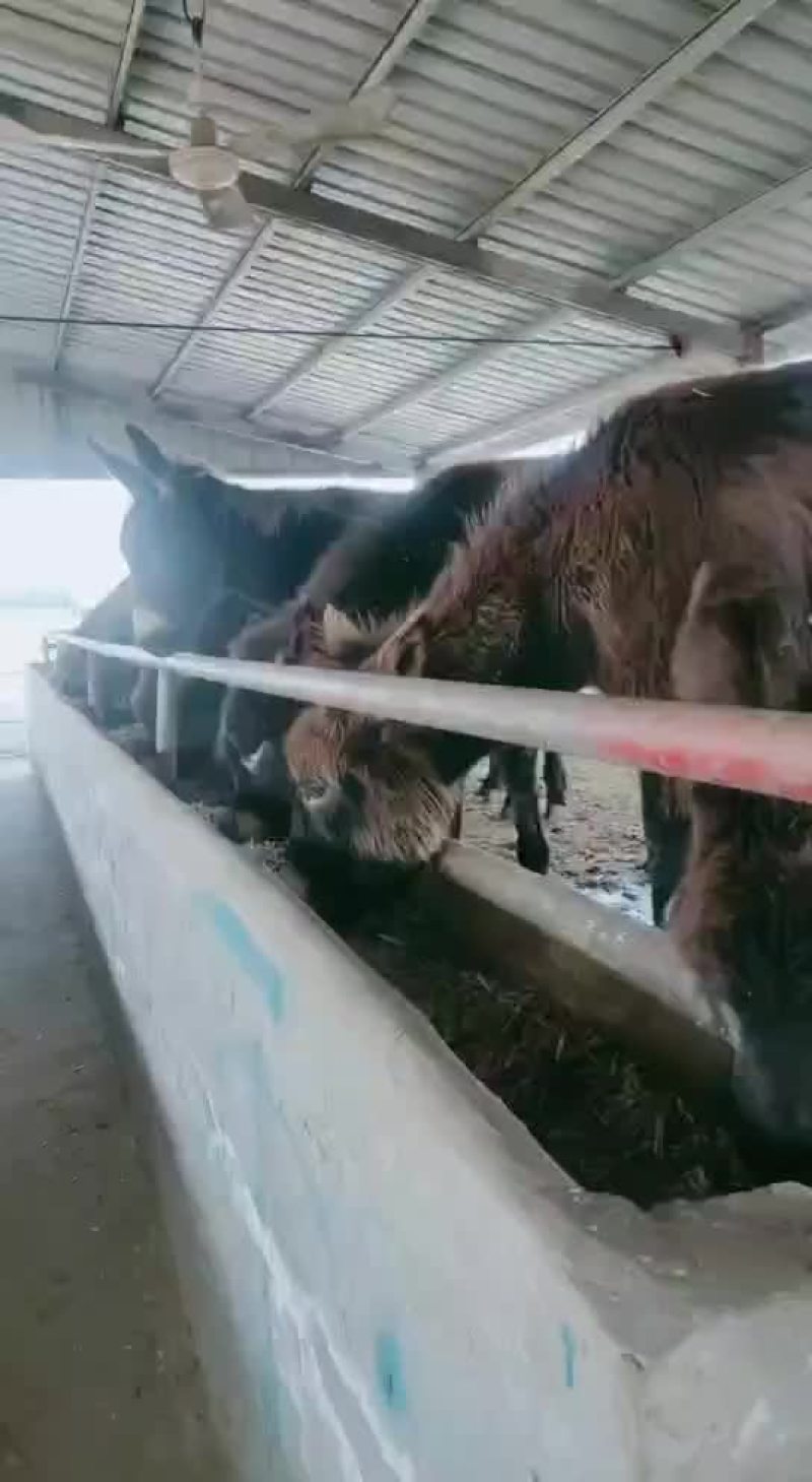 毛驴