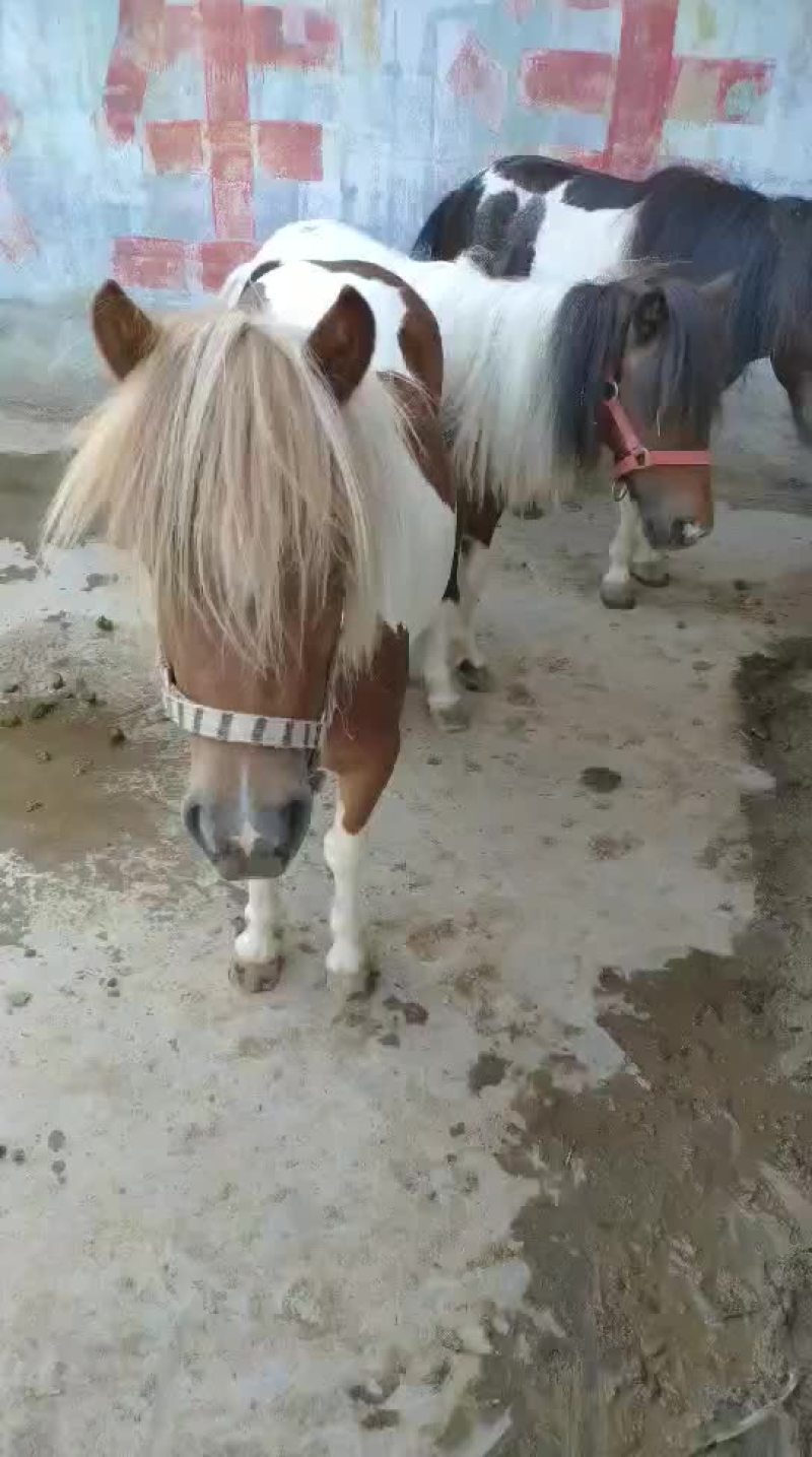 宠物矮马。骑乖马。德保矮马。包运输。包技术。货到付款