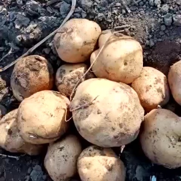 大量供应各种土豆需要的来吧