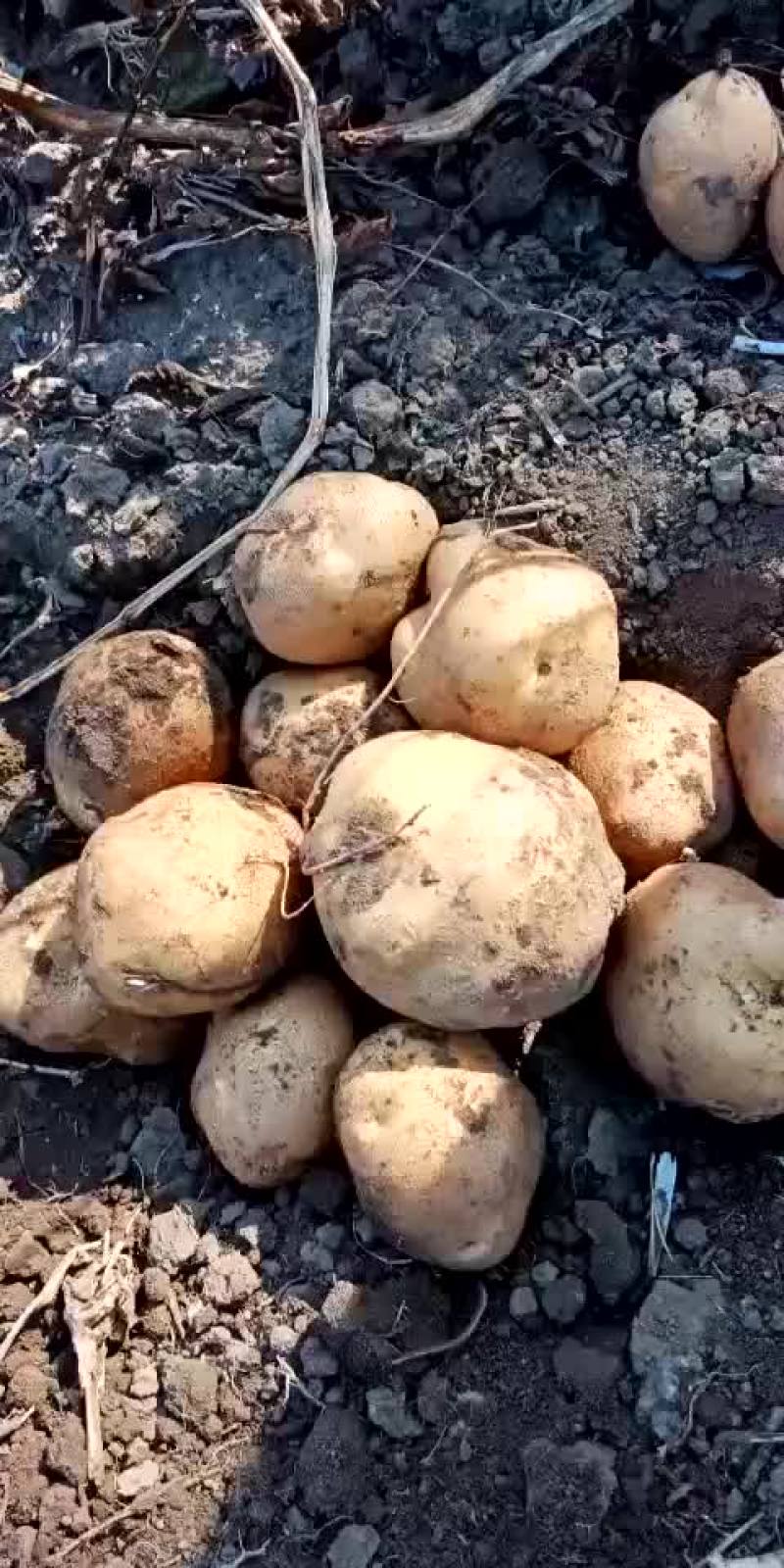 大量供应各种土豆需要的来吧