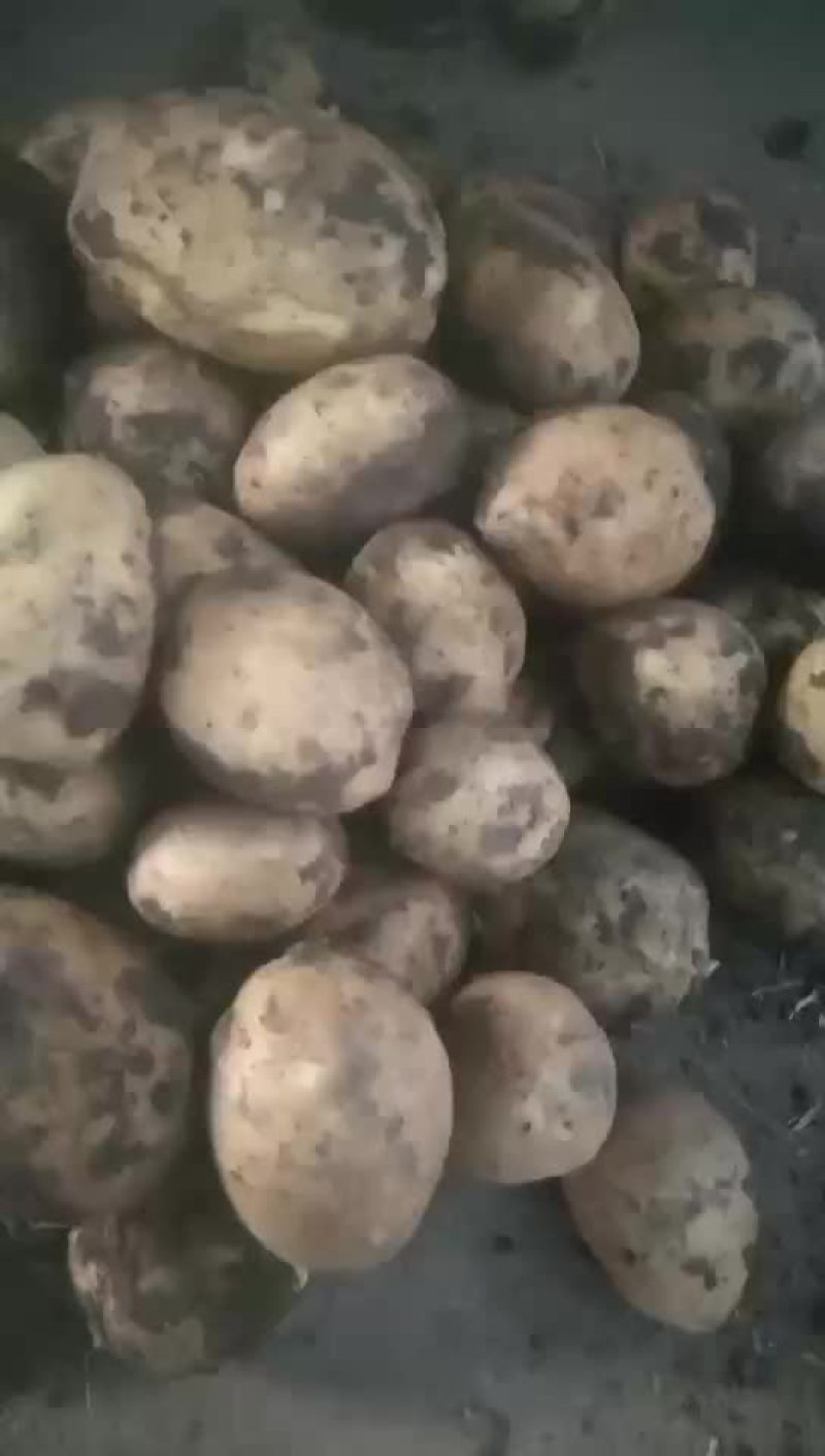 大量供应各种土豆需要的来吧