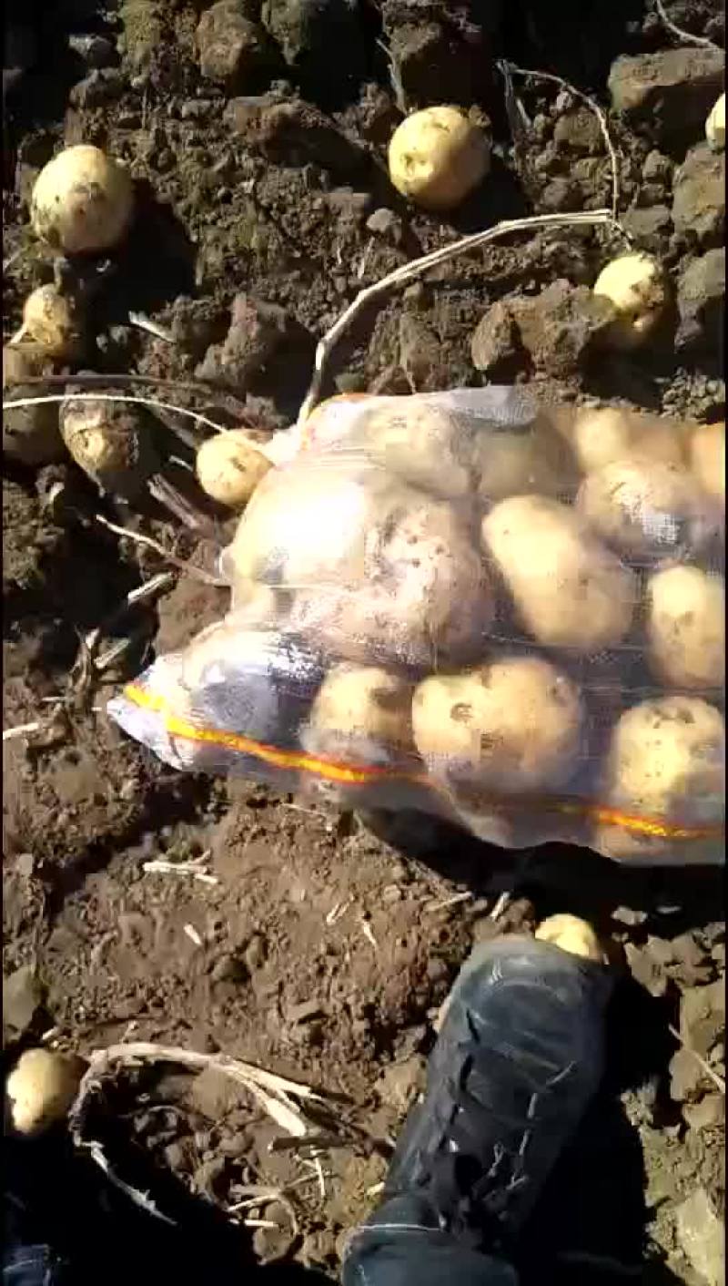 大量供应各种土豆需要的来吧