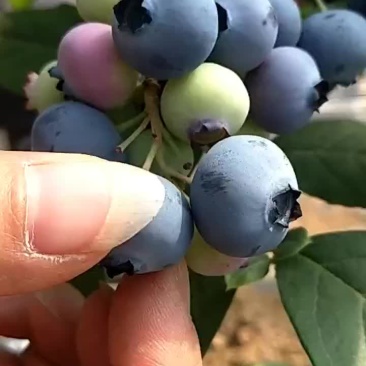 蓝莓苗优瑞卡薄雾，莱克西，奥尼尔
