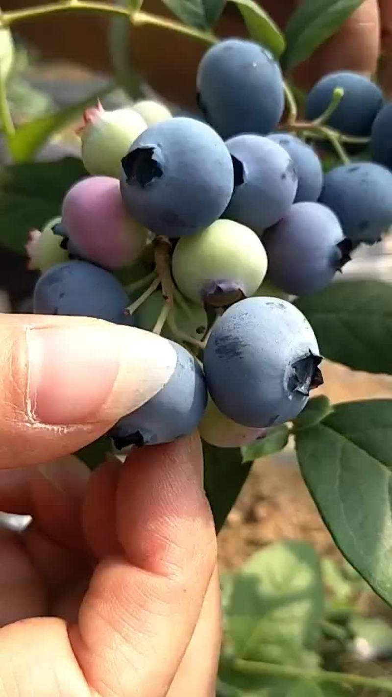 蓝莓苗优瑞卡薄雾，莱克西，奥尼尔