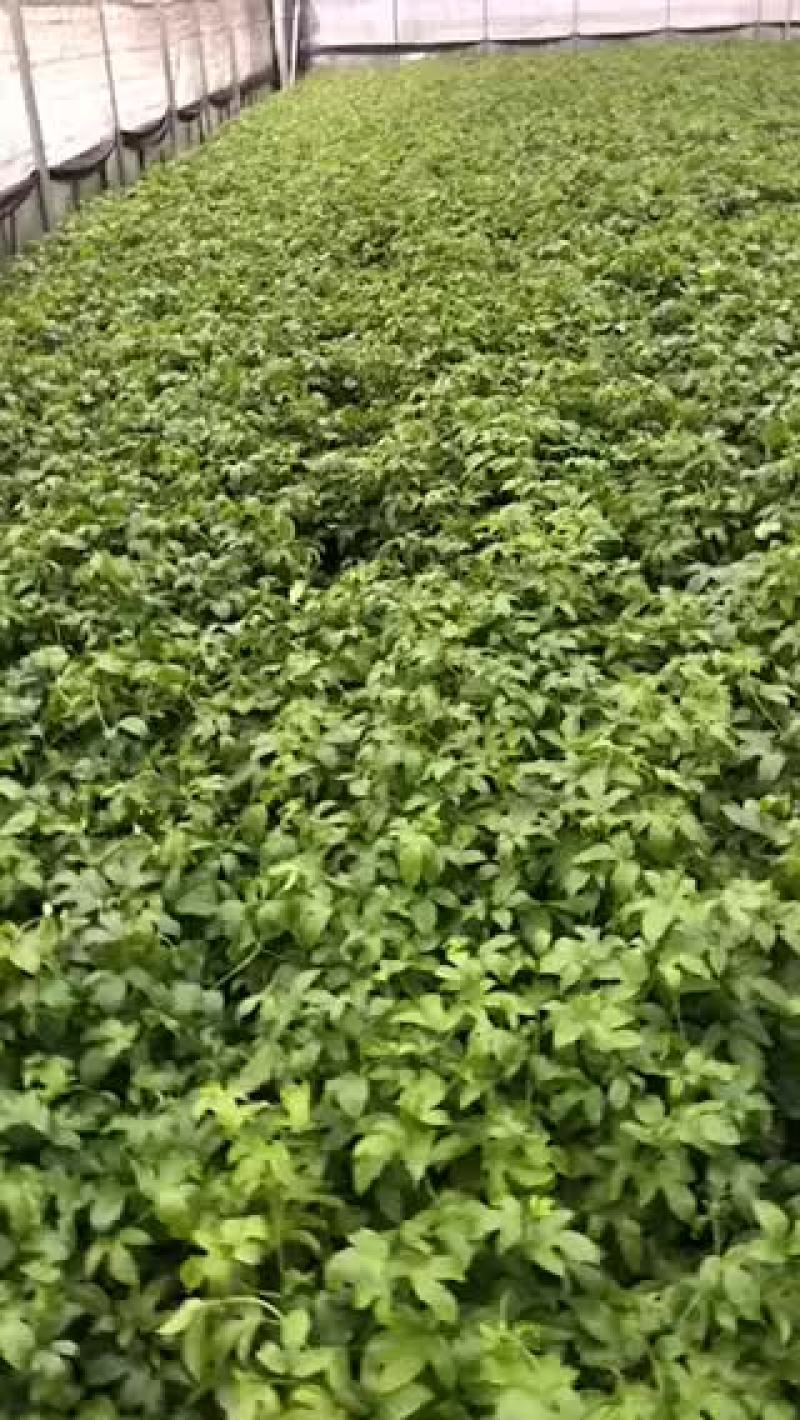 大量批发