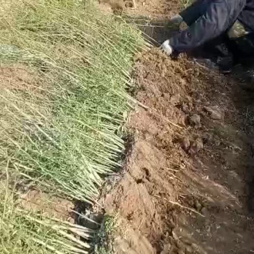 枸橘苗产地批发