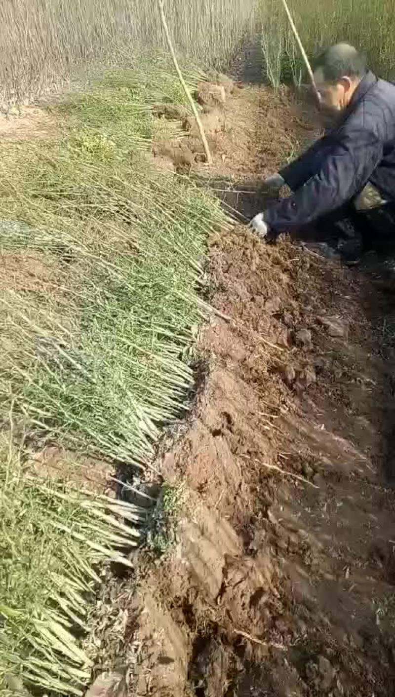 枸橘苗产地批发