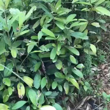 桂苗，