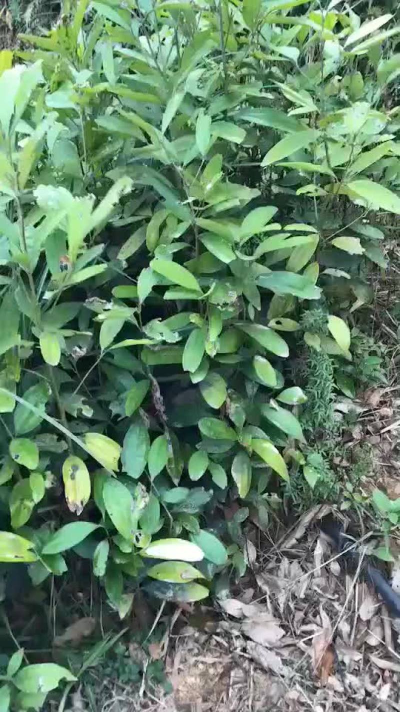 桂苗，