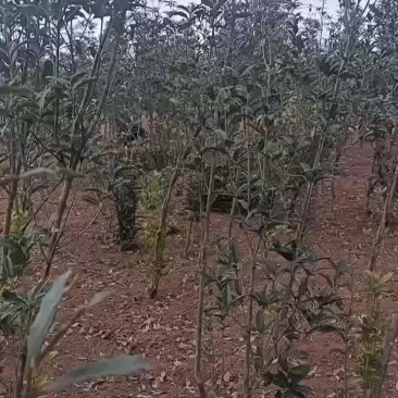 四季桂花