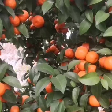 砂糖橘