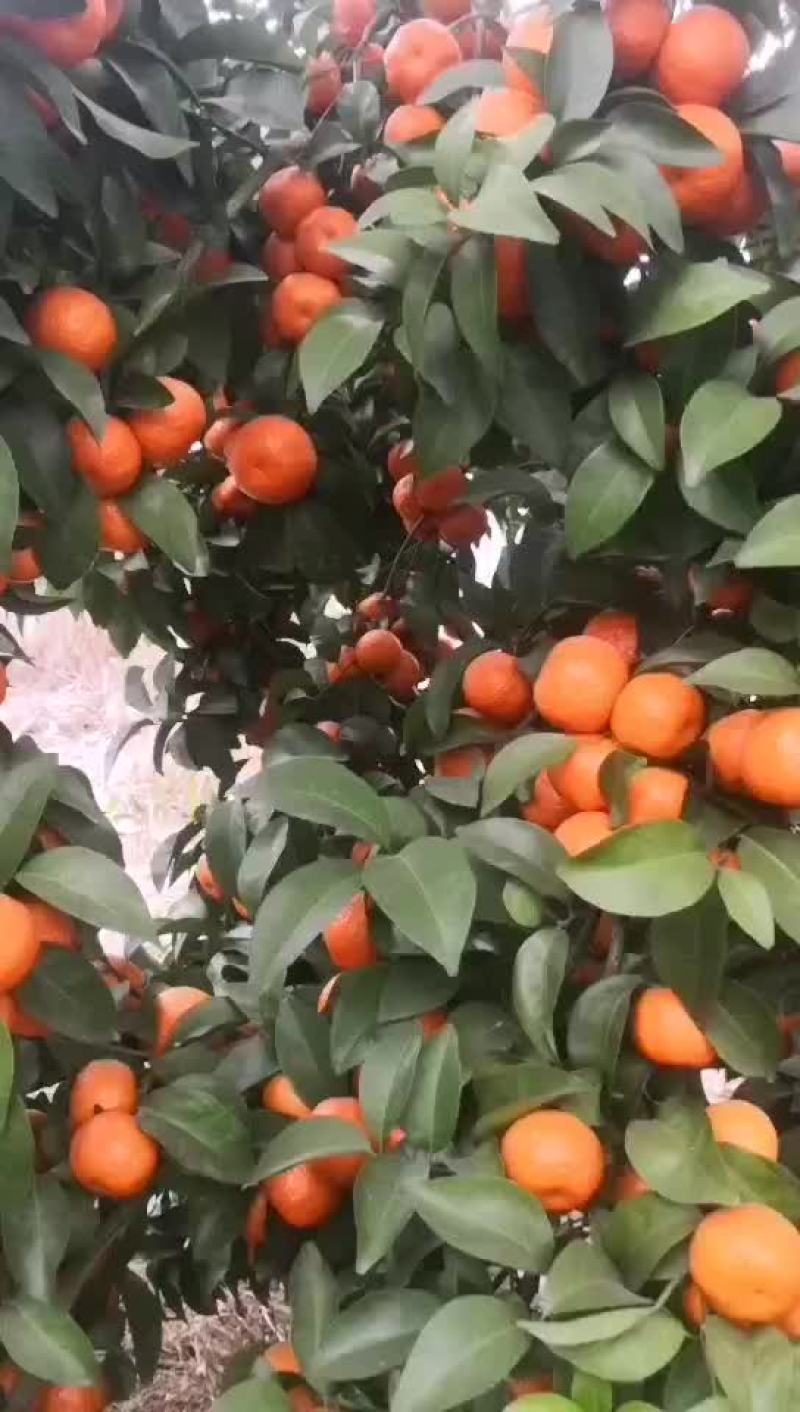砂糖橘
