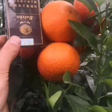 柑桔
