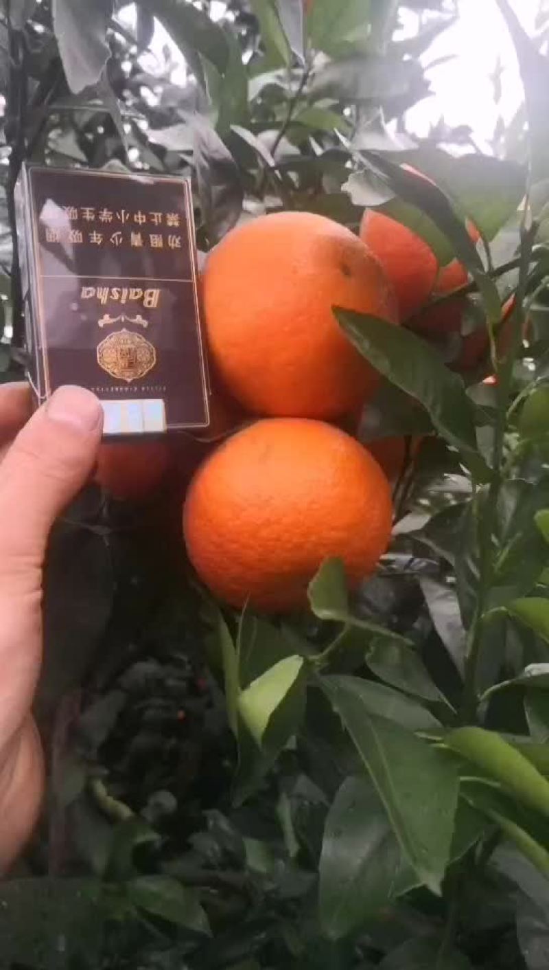 柑桔