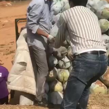 海南陵水白冬瓜黑冬瓜大量上市价格便宜欢迎选购
