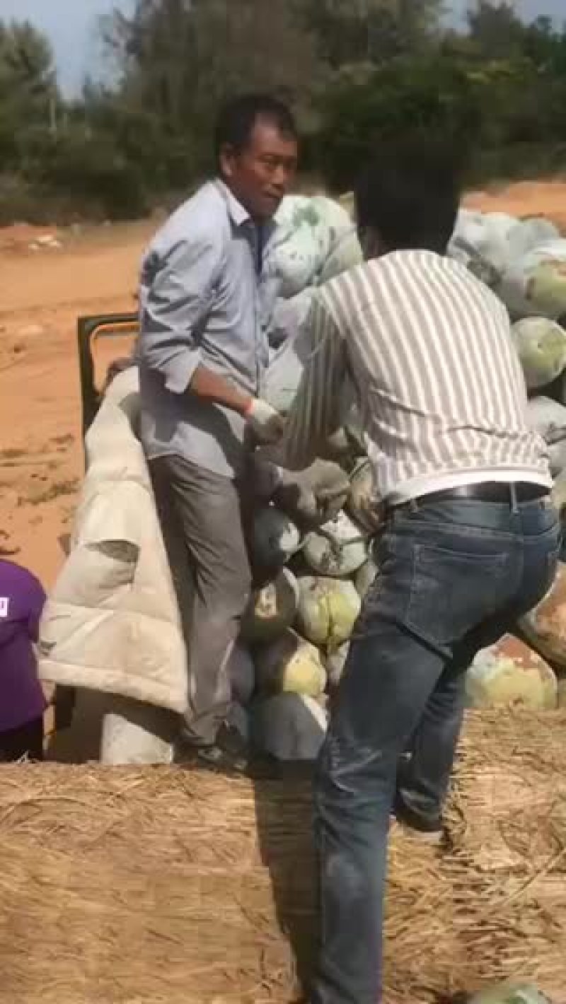 海南陵水白冬瓜黑冬瓜大量上市价格便宜欢迎选购