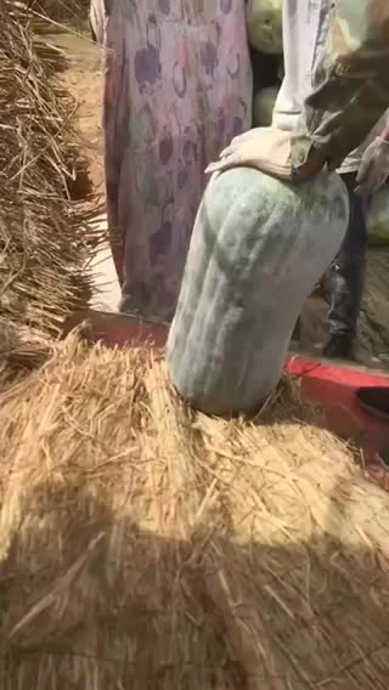 海南陵水白冬瓜黑冬瓜大量上市价格便宜欢迎选购