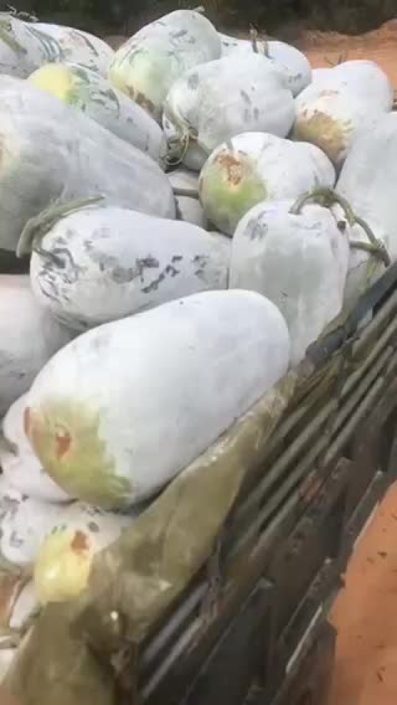 海南陵水白冬瓜黑冬瓜大量上市价格便宜欢迎选购