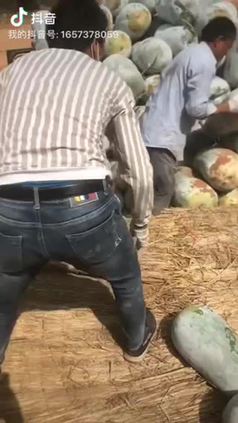 海南陵水白冬瓜黑冬瓜大量上市价格便宜欢迎选购