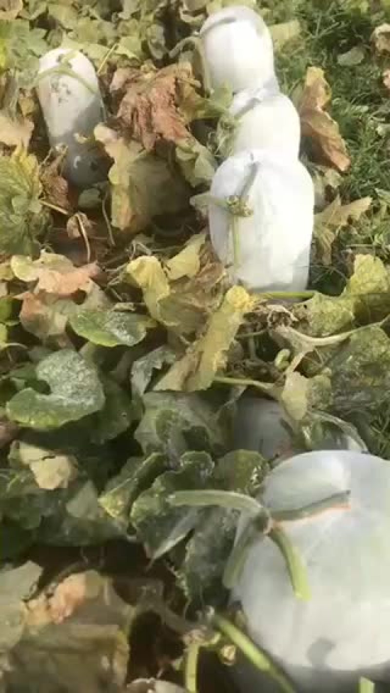 海南陵水白冬瓜黑冬瓜大量上市价格便宜欢迎选购