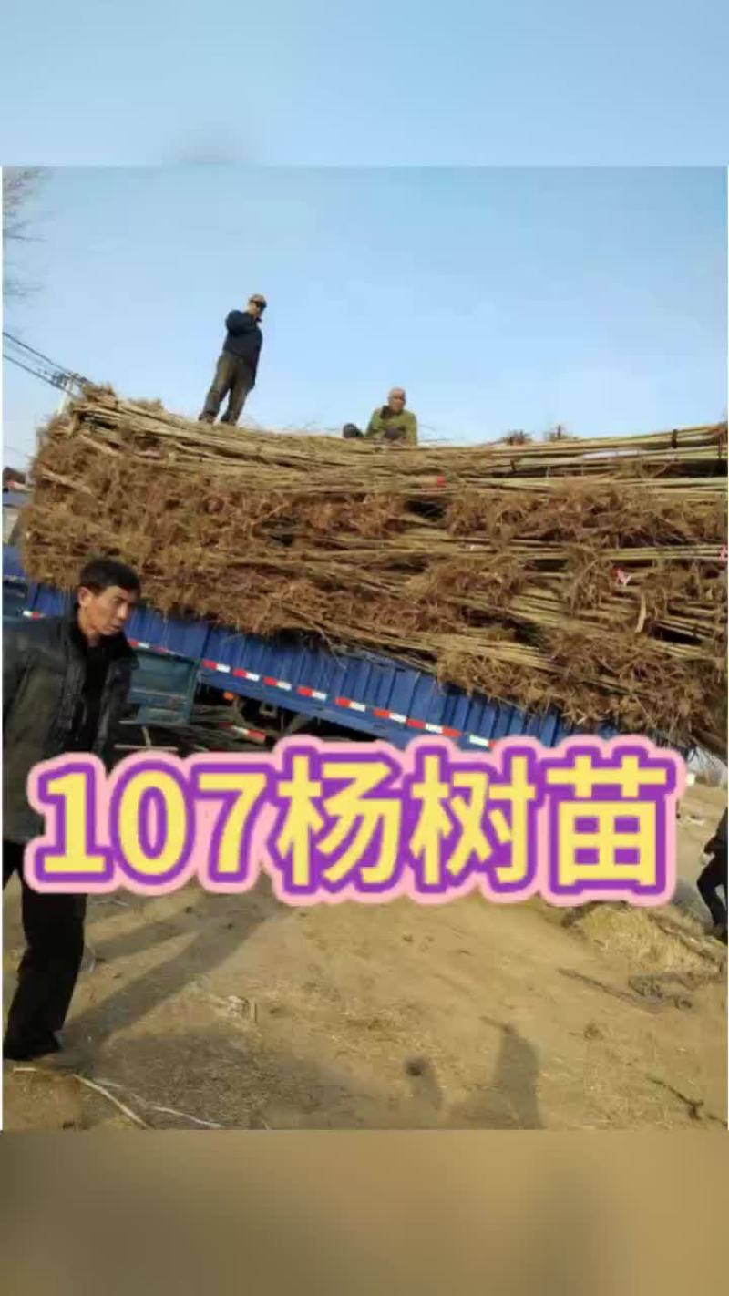 107杨树苗基地出售米径1～3.5公分，2～5米高