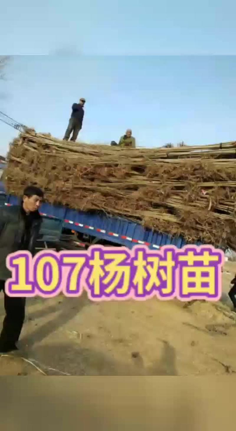 107杨树苗基地出售米径1～3.5公分，2～5米高