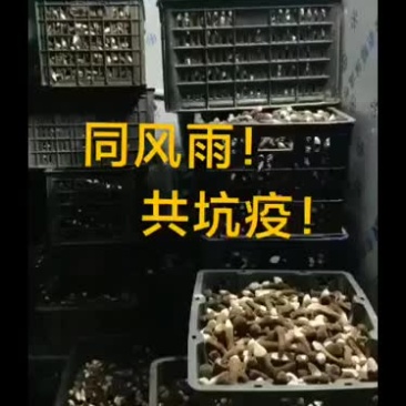 黑皮鸡枞