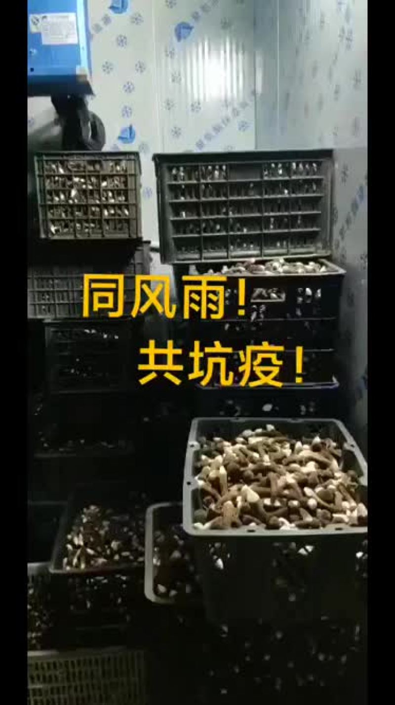 黑皮鸡枞