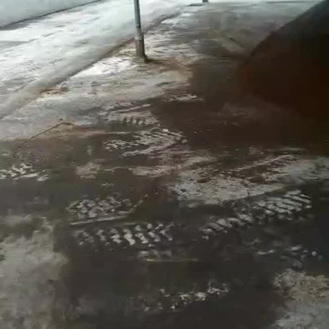 新鲜曲酒酒糟需要的联系，，，，，，，，，，，，，，，，，