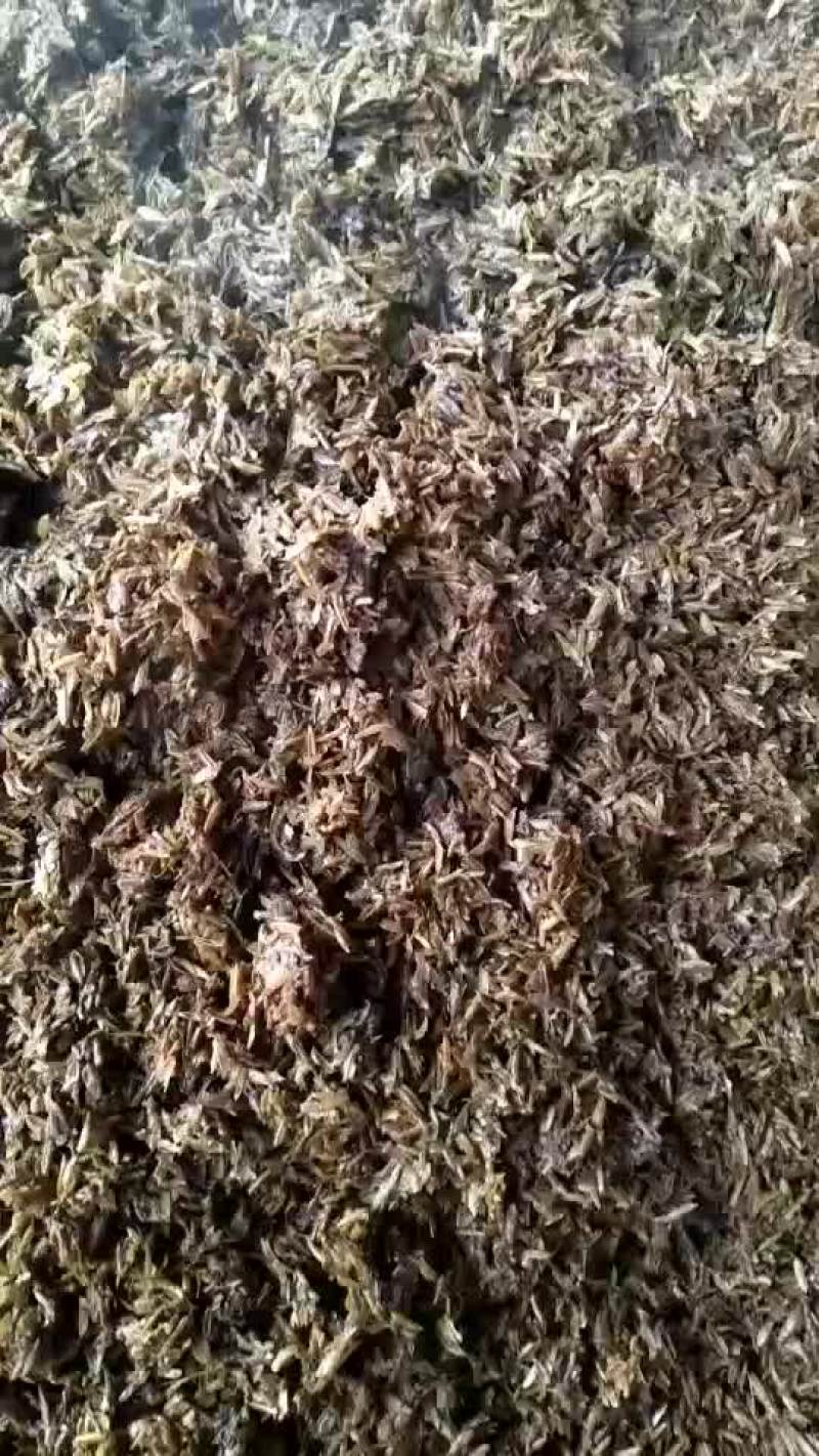 新鲜曲酒酒糟需要的联系，，，，，，，，，，，，，，，，，