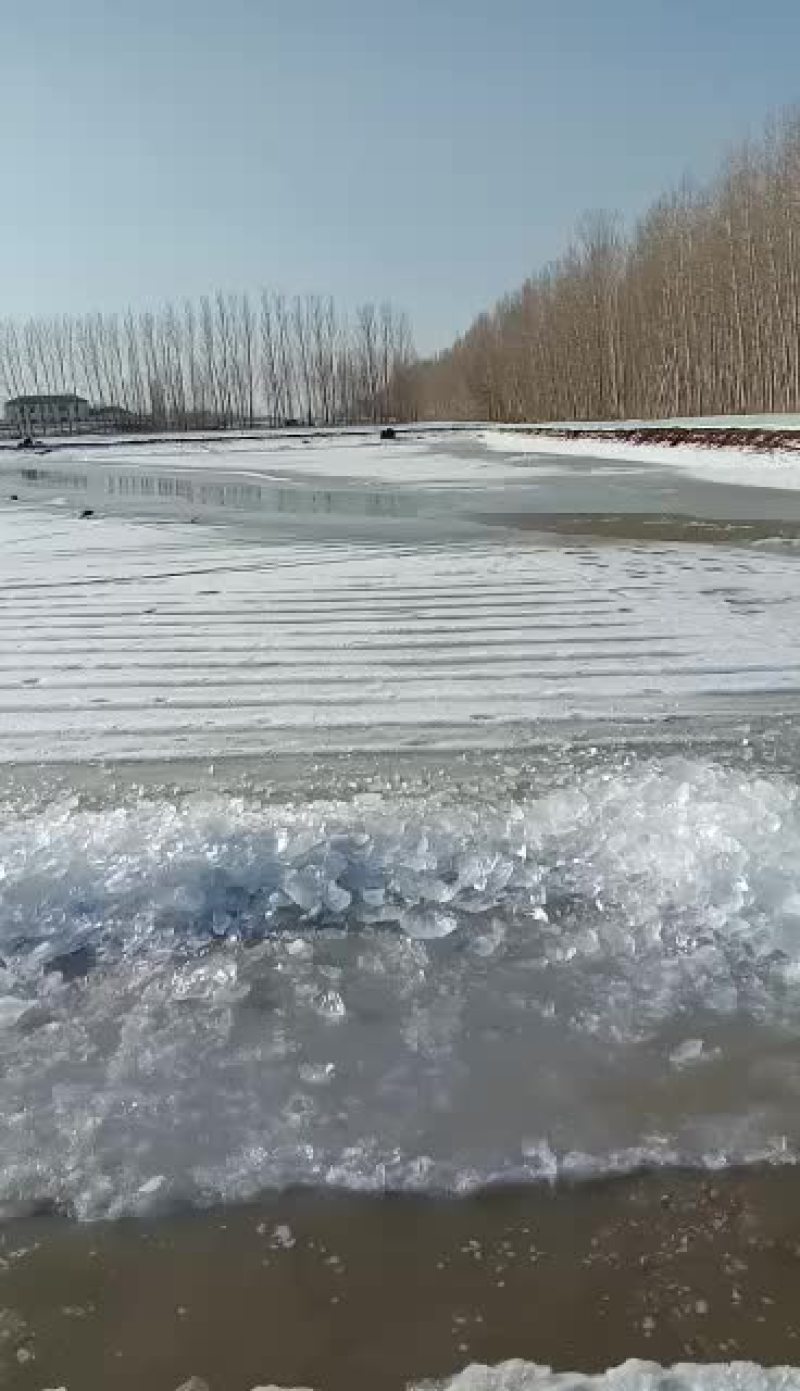 盘锦蟹苗以大量上市有需要的朋友请联系