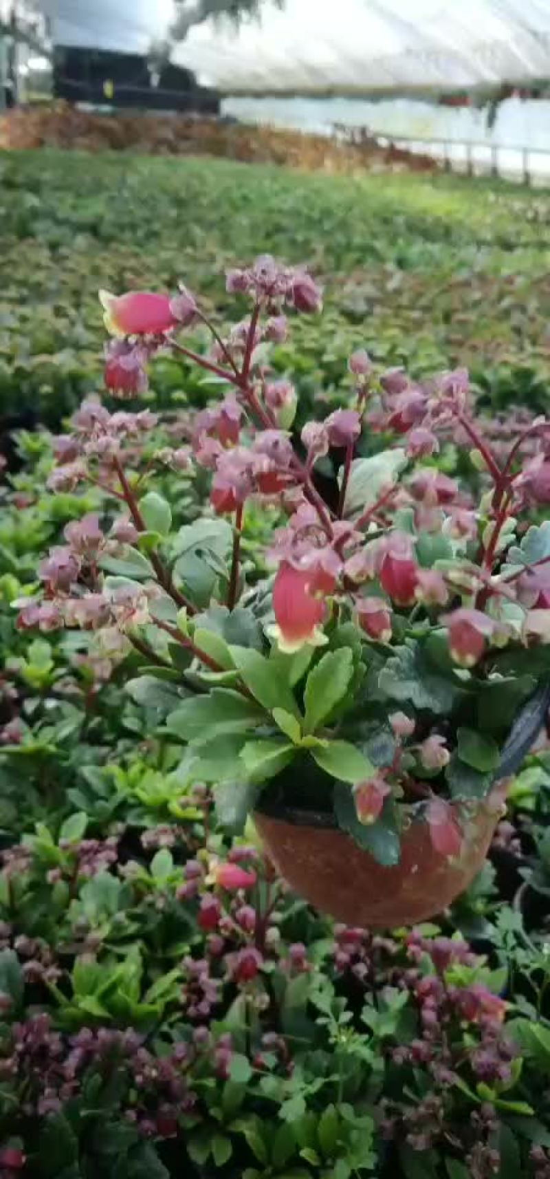 宫灯长寿