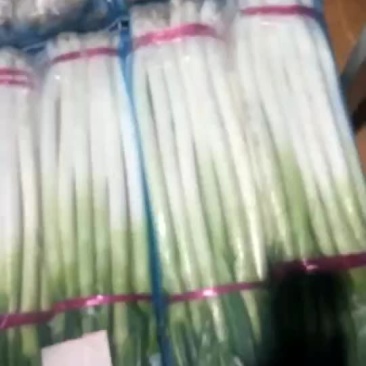 精品大葱，河南，日本钢葱