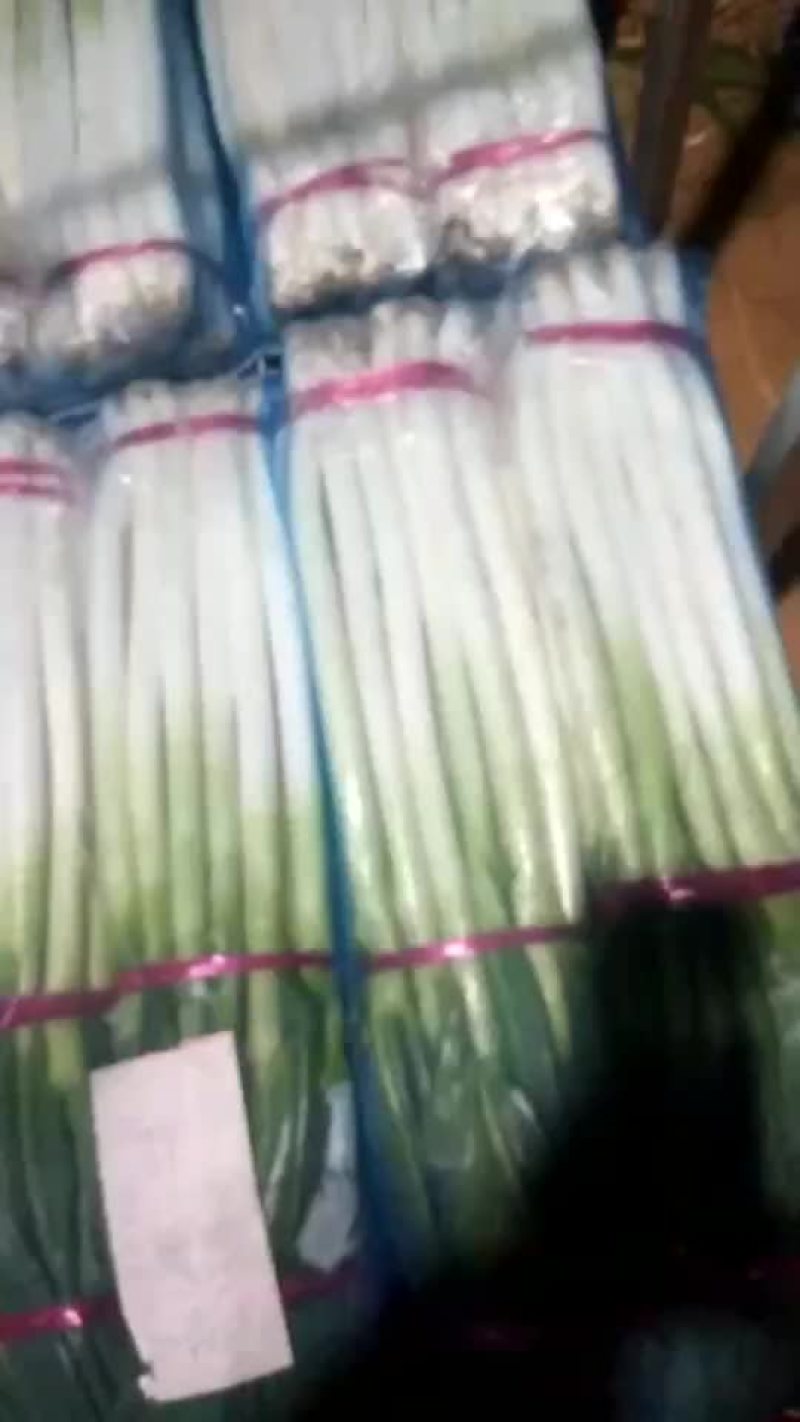 精品大葱，河南，日本钢葱
