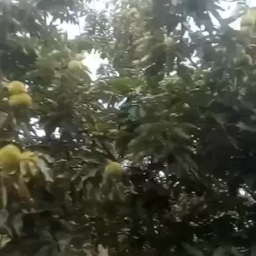 板栗苗，1公分大红袍板栗苗产地直销