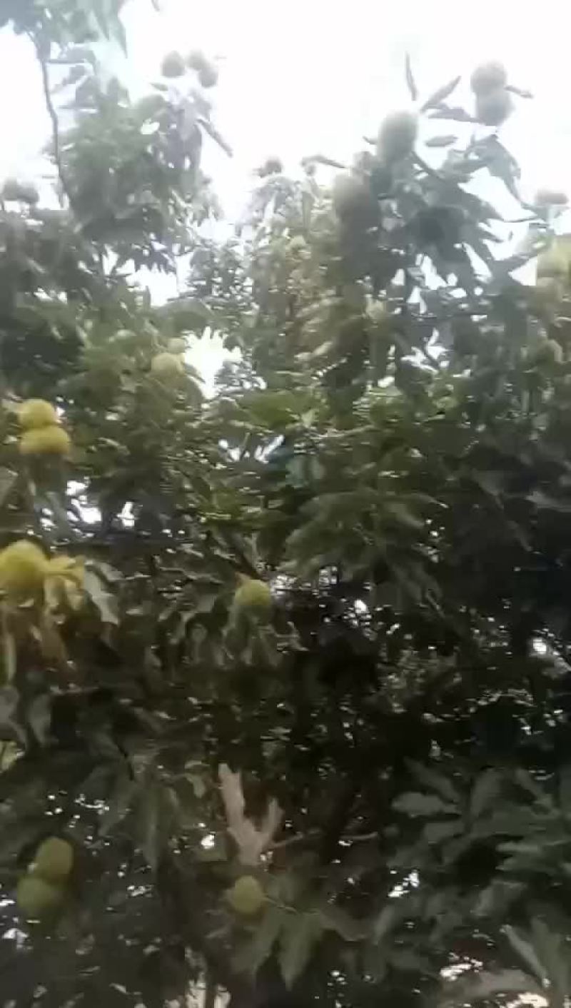 板栗苗，1公分大红袍板栗苗产地直销