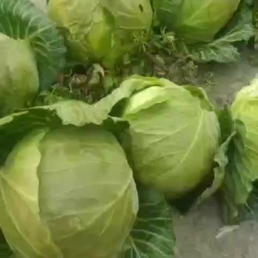 甘蓝