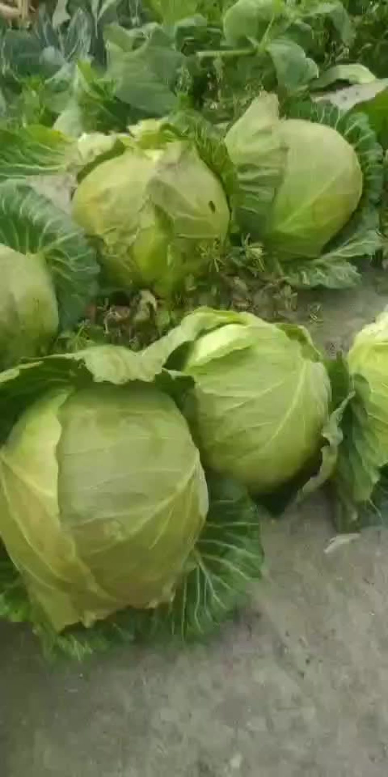 甘蓝