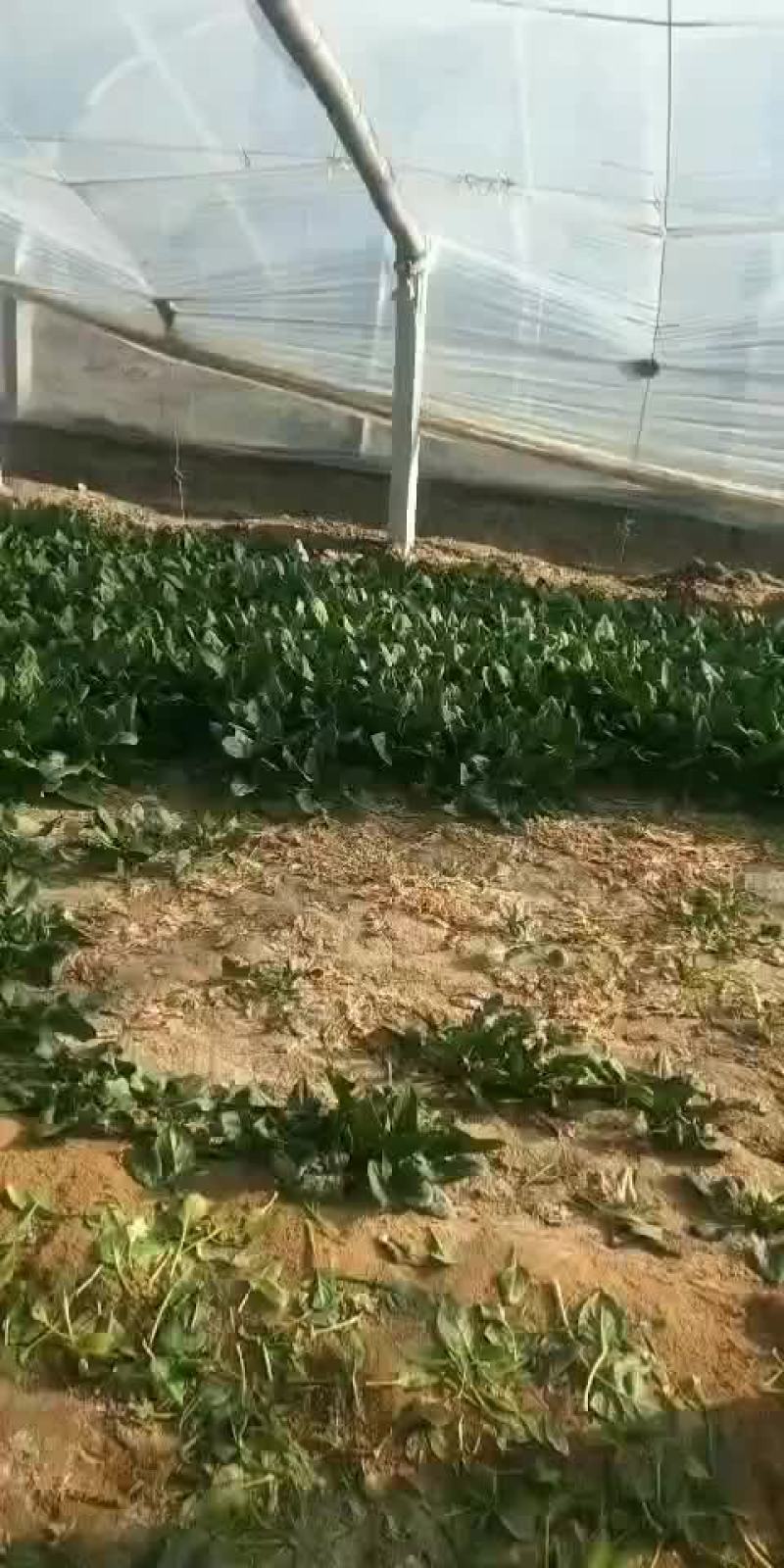 菠菜