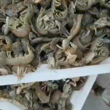 ;皮皮虾