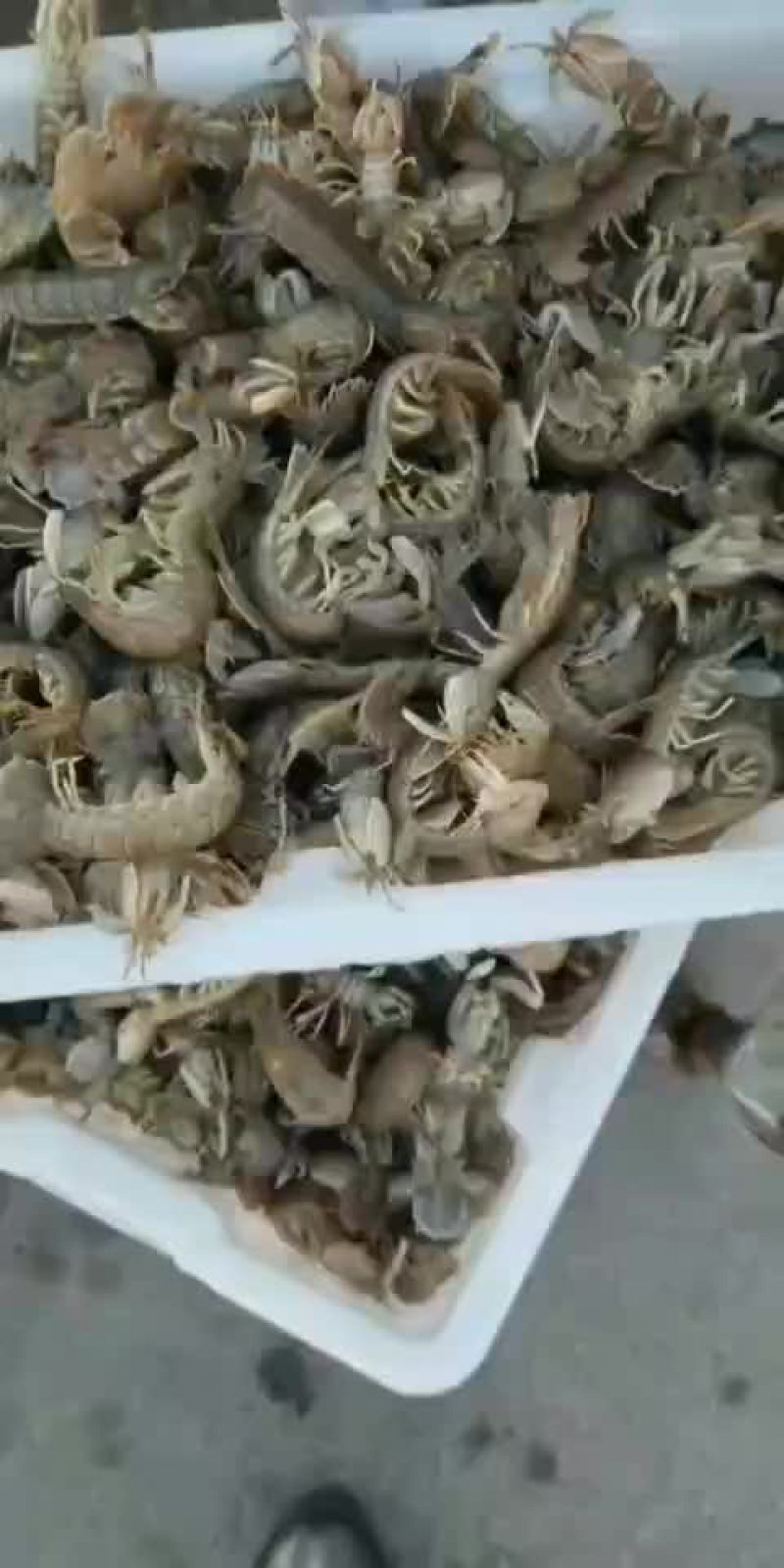 ;皮皮虾