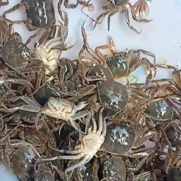 大闸蟹蟹苗开始放苗了