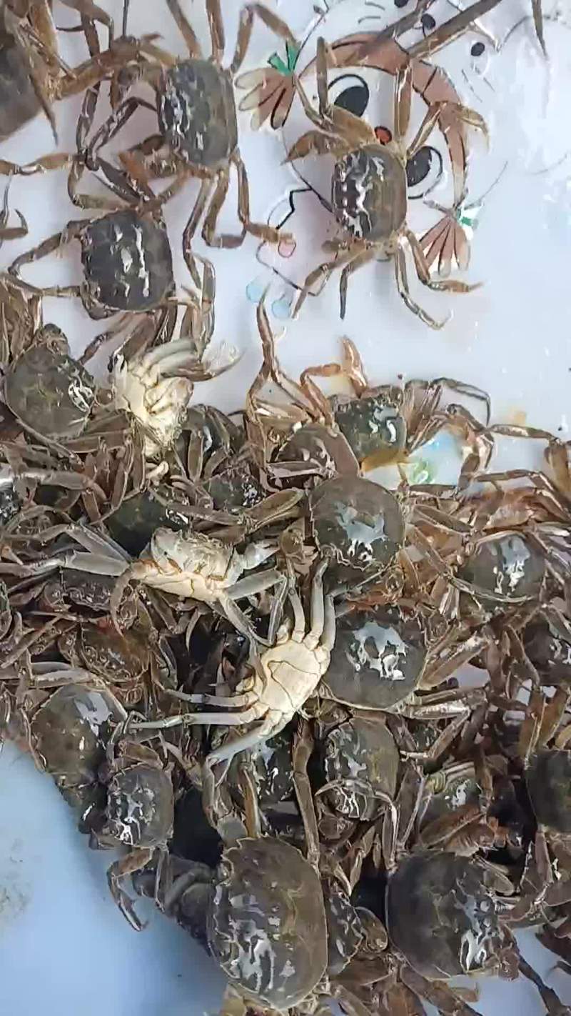 大闸蟹蟹苗开始放苗了