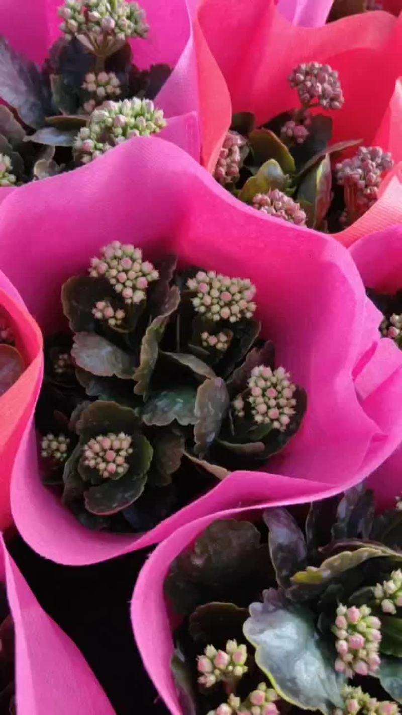 长寿花