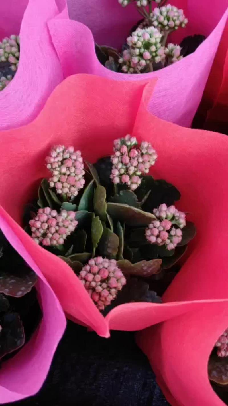 长寿花
