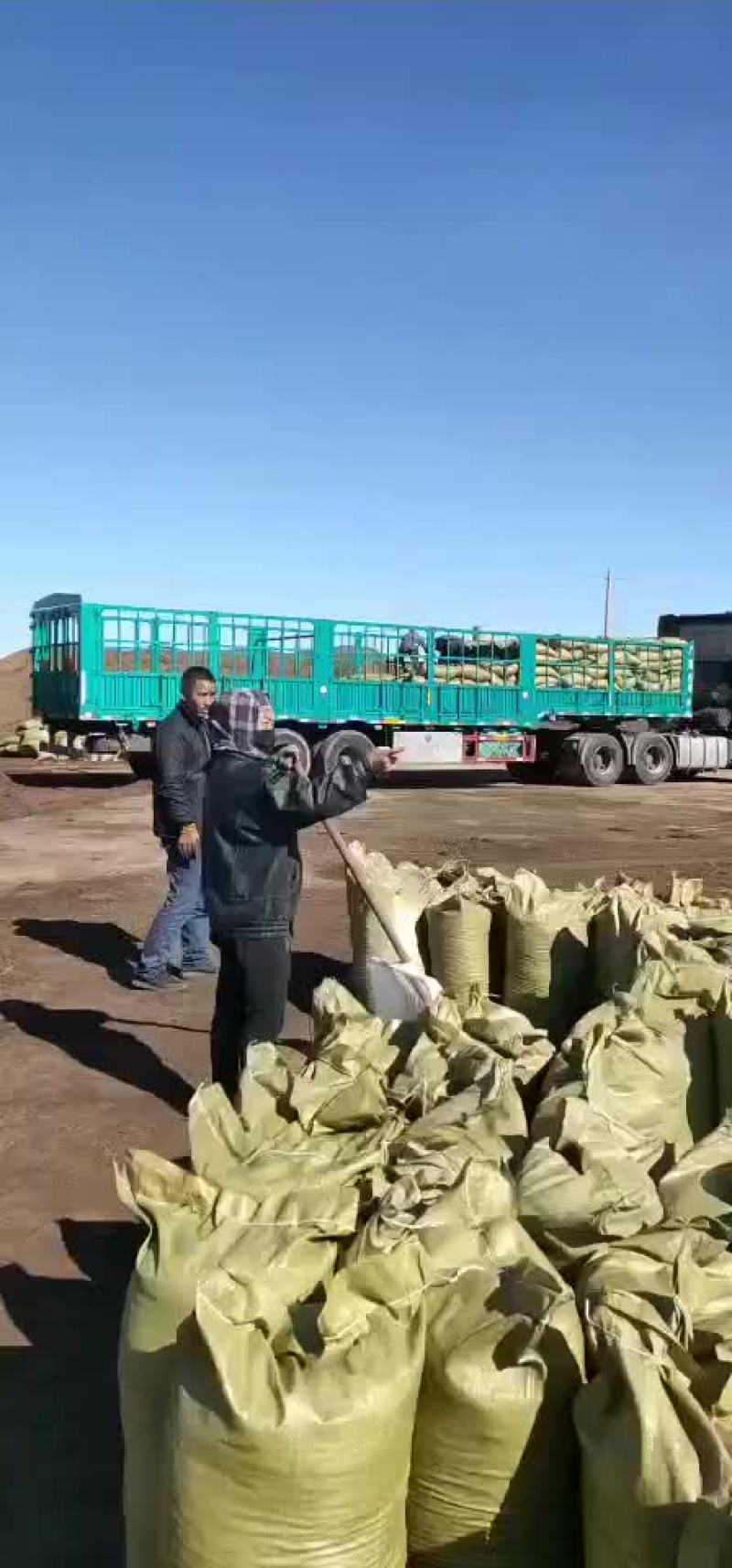 内蒙古苏尼特风干纯羊粪